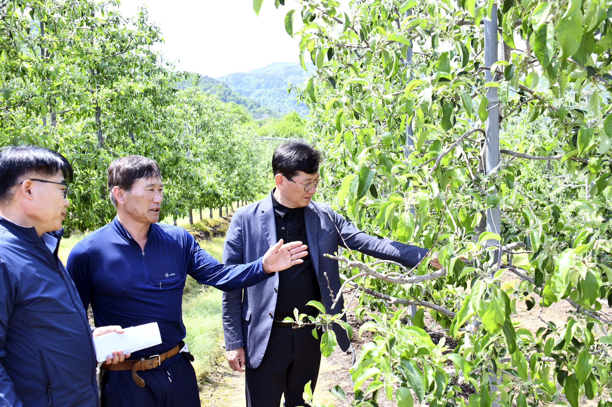 최훈식 장수군수, 사과 농가 찾아 생육상태 점검 사진